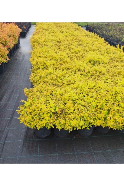 Спірея японська Голдмаунд